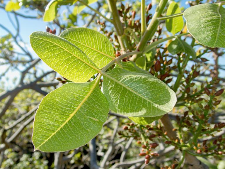 Pistacia vera (pistacchio di bronte) leaves 